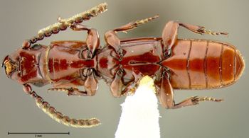 Media type: image;   Entomology 33347 Aspect: habitus ventral view